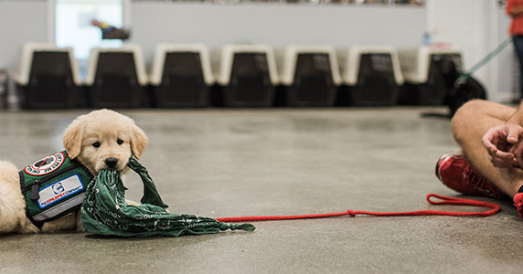 Canine Assistants Puppy in Training