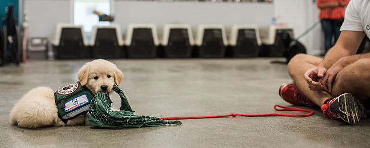 Canine Assistants Puppy in Training