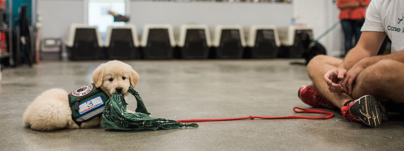 Canine Assistants Puppy in Training